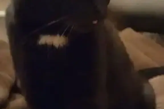 Найдена кошка, Челябинск, фото: Найдена кошка, Городская ул. 70, Челябинск