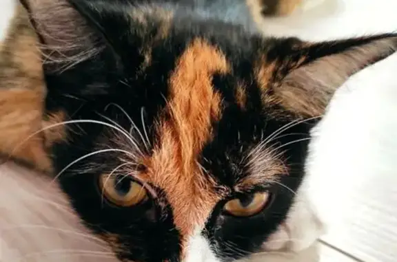 Кошки потеряшки, Новокузнецк, фото: Потеряшка кошка, Покрышкина 22А, Новокузнецк