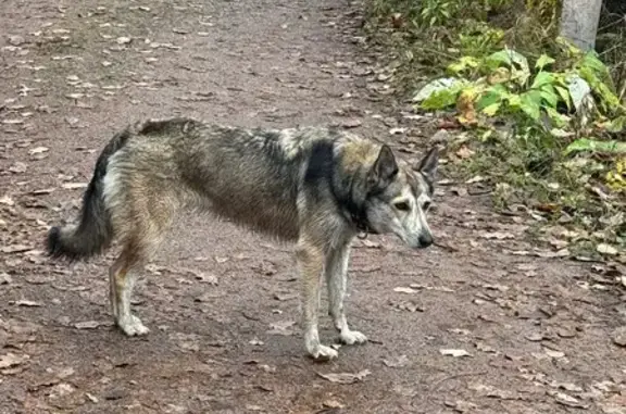 Найдена собака, Ленинградская область, фото: Собака найдена в Солнечном, Ленобласть