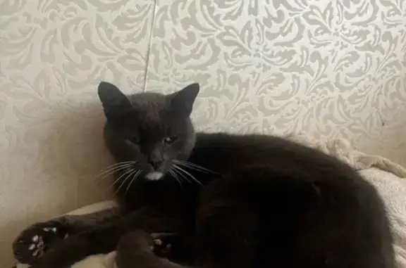 Пропала кошка, ул. Кошевого 9, Чебоксары