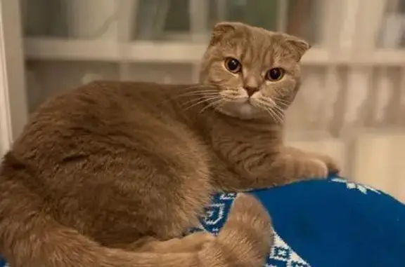 Пропала кошка, Богандинский, автокемпинг Алекс