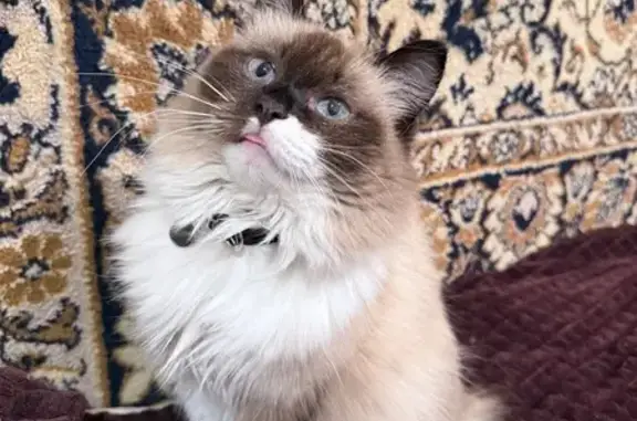 Кошки потеряшки, Екатеринбург, фото: Потеряшка кошка, ул. Серова 81, Екатеринбург