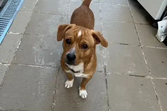 Найдена собака, Сочи, фото: Найдена собака, Виноградная ул. 4, Сочи