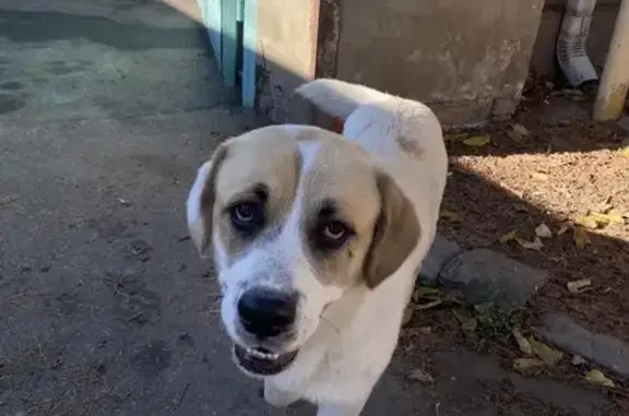 Найден алабай, Северная улица, Краснодар