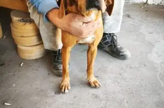 Собака найдена: Медногорская 5к3, Ростов-на-Дону