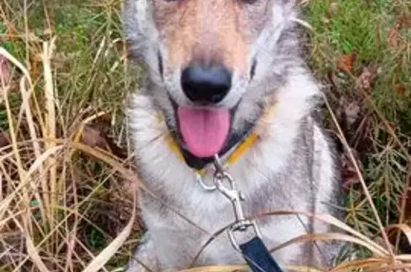 Собаки потеряшки, , фото: Потеряшка собака, Карелия, Нововилгово