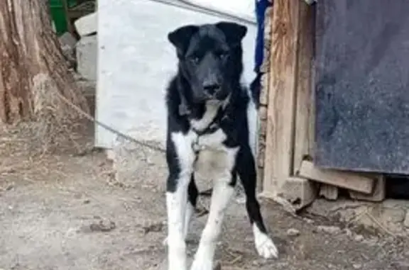 Собаки потеряшки, Ростов-на-Дону, фото: Потеряшка собака, Краеведческая ул. 15, Ростов