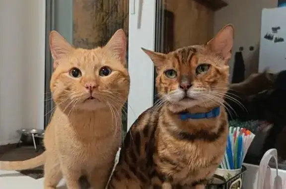 Пропала бенгальская кошка, Липецкое ш. 91