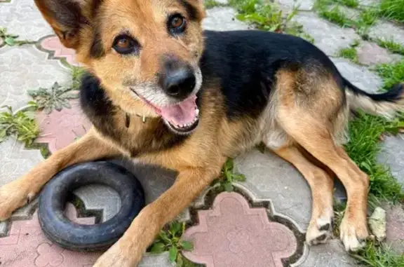 Собаки потеряшки, Подольск, фото: Потеряшка собака, Подольск, Водопроводная 10