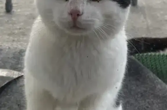 Найдена кошка, Калининградская область, фото: Кошка найдена в Калининградской области