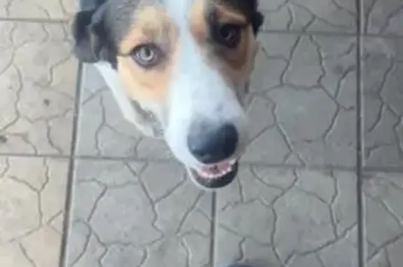 Пропала собака в Айдаровском поселении