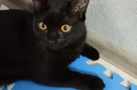 Найдена кошка, ул. Строителей, Йошкар-Ола