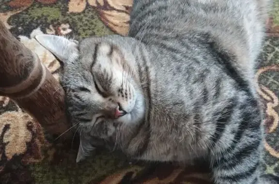 Пропала кошка, Выселки, Краснодарский край