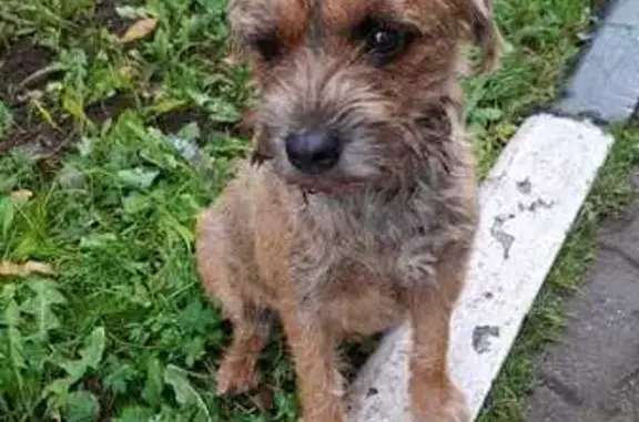 Найдена собака, Вырубово, фото: Собака найдена на заправке, Вырубово 1