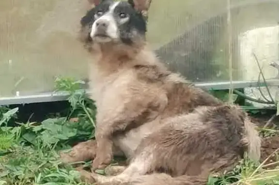 Найдена собака, Калужская область, фото: Собака найдена во враге, Калуга