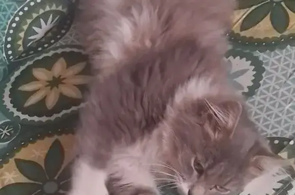 Найдена кошка, Могилёв, фото: Кошка найдена: Алтайская 80, Могилёв