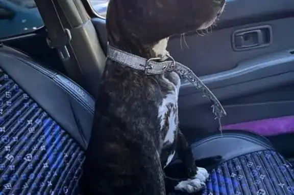 Найдена собака, Барнаул, фото: Собака найдена: Пролетарская 53, Барнаул