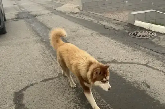 Найдена собака, Чебоксары, фото: Найдена рыжая собака, ул. Калинина, Чебоксары