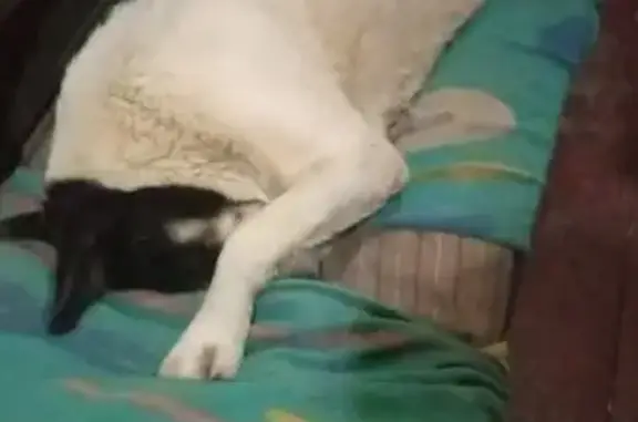 Пропала собака в Новой Адыгее, СНТ «Прогресс»