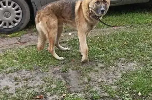 Найдена собака, , фото: Собака найдена в Каменке, МО