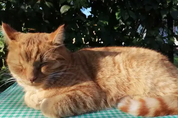 Пропал кот Мичо, ул. Новые Подосинки, 6/1