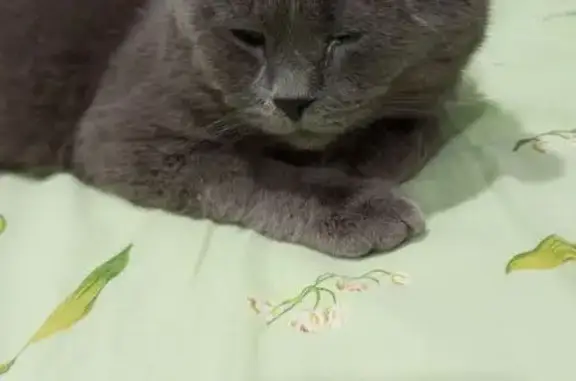 Найдена кошка, Красноярск, фото: Кошка найдена: Красноярск, пр. Газеты, 73А