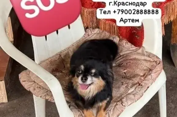 Пропала собака, ул. Передерия, Краснодар