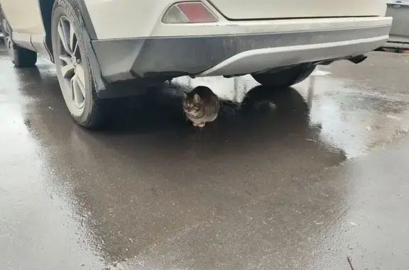Кошка найдена: 1-й Новоподмосковный пер., 2/1