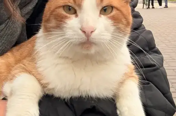 Кошка найдена у ТЦ Ананас, б-р Чавайна