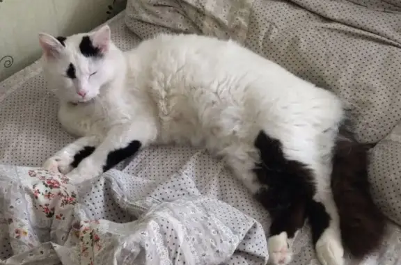 Котик пропал в СНТ №127 Дачник, 25 окт.