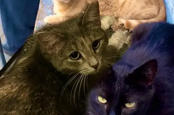 Пропала кошка у Драм театра, Ленинская 45