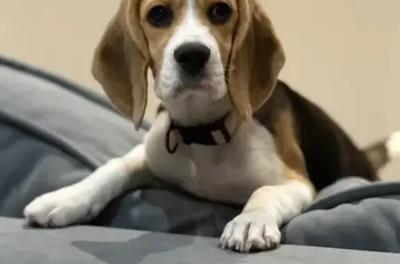 Пропала собака, Советская ул., Альметьевск