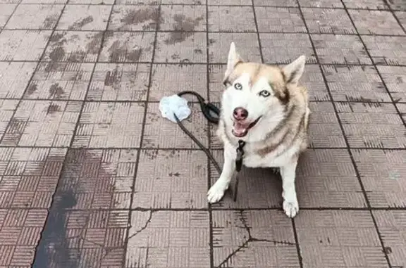 Собака найдена у Скворцова-Степанова, 7