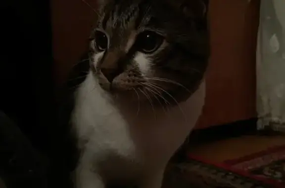 Найденные животные Оха, фото: Кошка найдена: Комсомольская 26/1, Оха