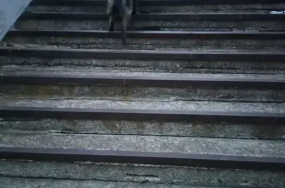 Собака на перроне в п. Марамзино