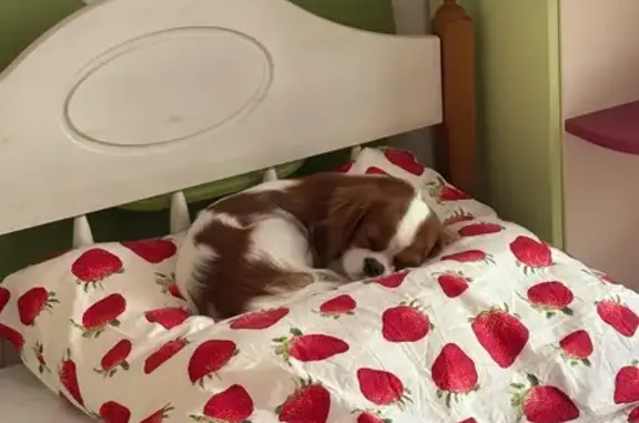 Собаки потеряшки, Тула, фото: Потеряшка собака, ул. Луначарского, Тула