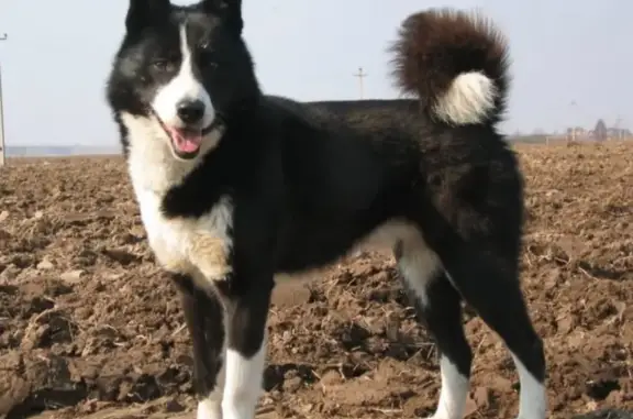 Пропала собака в Старом Завражье