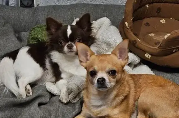 Пропала чихуахуа, Астрахань, помогите!