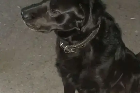 Пропала собака, Азов, Ростовская обл.