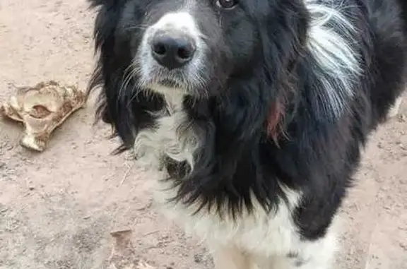 Пропала собака, ул. Щорса 1, Рязань