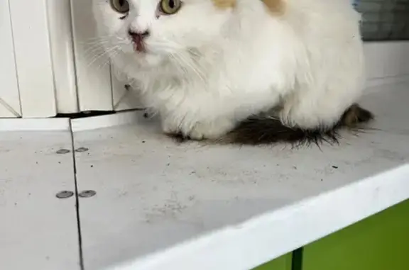 Найдена кошка, Астрахань, фото: Кошка найдена на Пирогова, 179, Астрахань