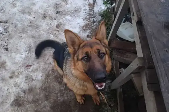 Пропала овчарка, Кудиново, Центр. ул. 16