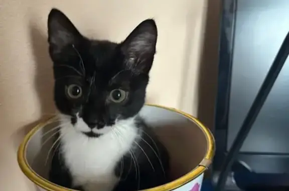 Пропала кошка, Московский пр., 19 к5