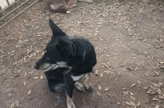Найдена собака, , фото: Собаки в Бабяково, Лесная 43Г
