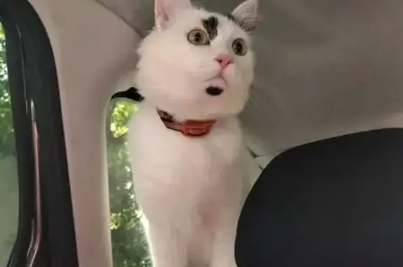 Пропал котик в СНТ №127 Дачник 25.10