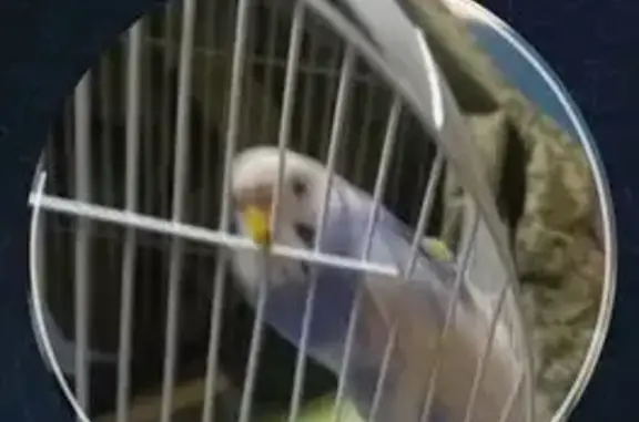 Пропала птица, Белорусская ул., 42, Самара