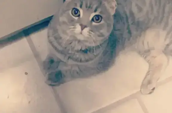 Пропала кошка, Силикатная ул., 47 к2