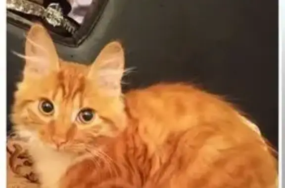 Пропала кошка, 1-я Владимирская ул., 3