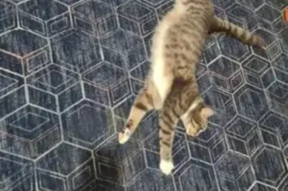 Пропала кошка, ул. Лобкова, Екатеринбург