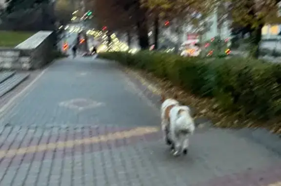 Собака найдена: Красноармейская 108, Краснодар